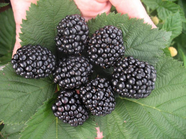 Ежевика Крымская 500 гр