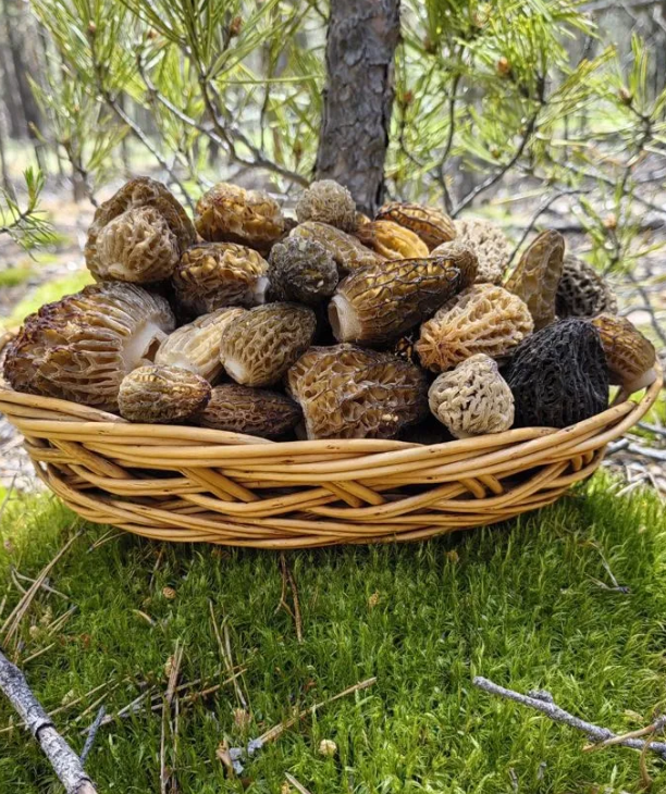 Сушеные сморчки конические сушеные Алтайские ПРЕМИУМ 100 гр