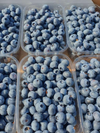 Голубика средняя 500 гр