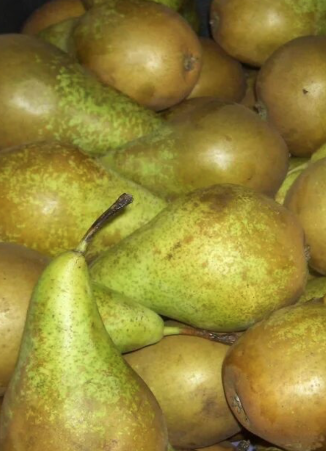 Груша сорт Конференция 2 кг