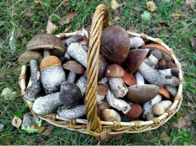 Гриб черноголовик 1 кг 