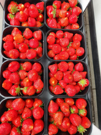 Клубника ( Голландия ) 500 гр