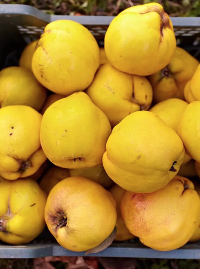 Айва Турция 2 кг