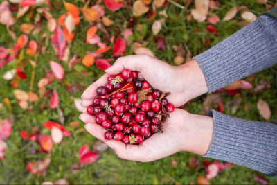 Клюква свежая 1 кг