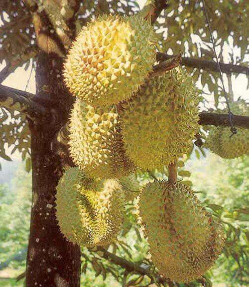 Дуриан (примерный вес 1,5-3,5 кг) 1 кг