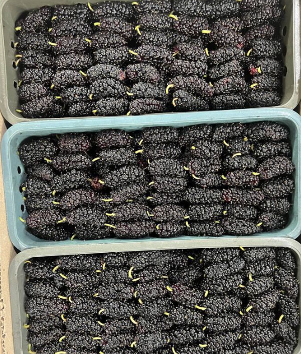 Шелковица ( Тутовник ) ящик 4 кг 1 ящик