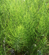 Хвощ полевой свежий 500 гр