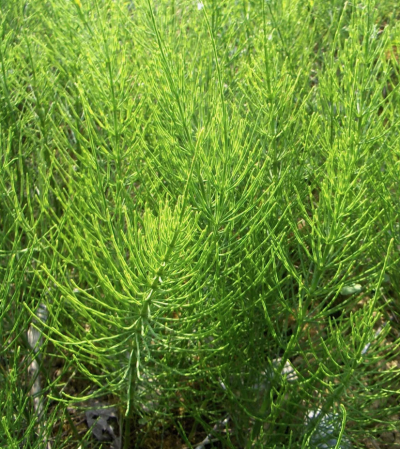 Хвощ полевой свежий 500 гр