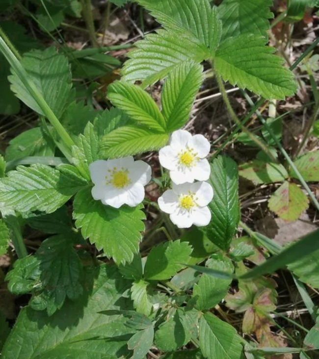 Свежие листья земляники 100 гр