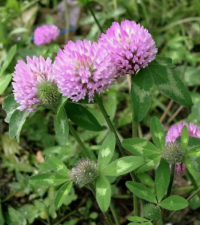 Клевер свежий 500 гр