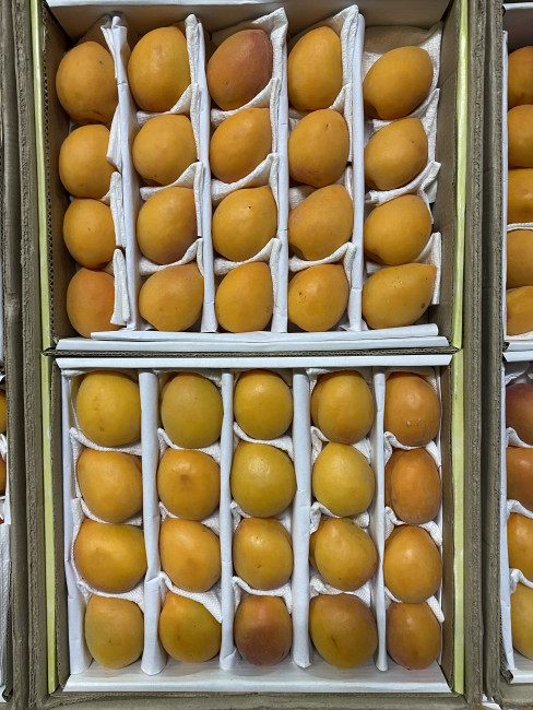 Абрикос самолётный ( Узбекистан ) 500 гр