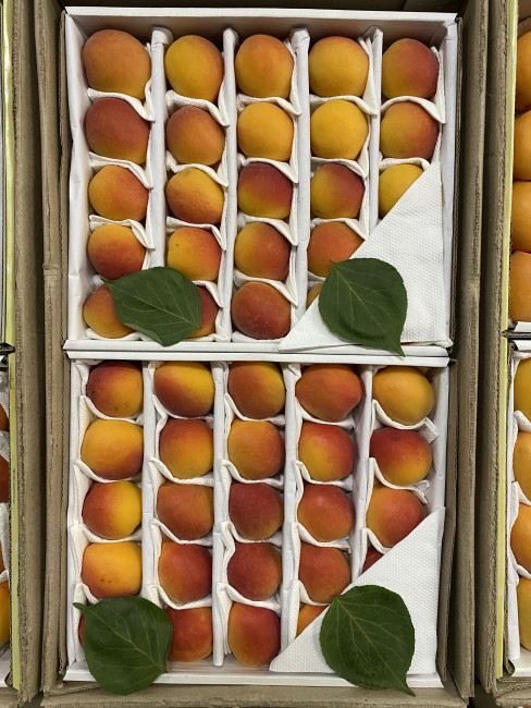 Абрикос самолётный красный бочок ( Узбекистан) 500 гр Абрикос самолётный красный бочок ( Узбекистан) 500 гр