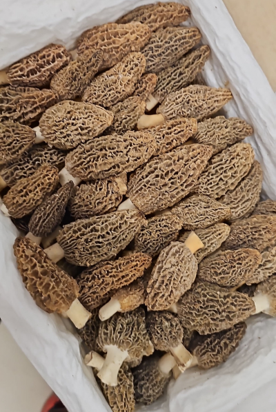 Сморчки свежие (Европа) 500 гр Сморчки свежие (Европа) 500 гр