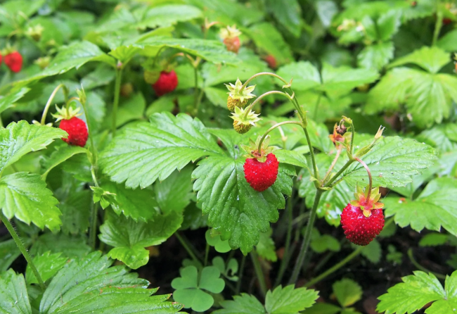 Букет из лесной земляники 5 букетов