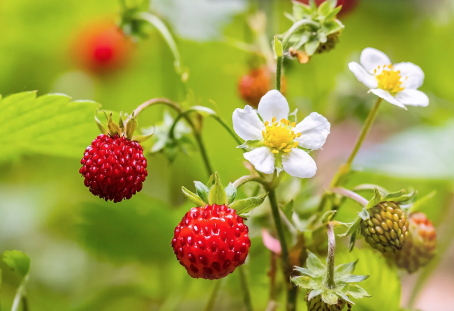 Букет из лесной земляники 5 букетов