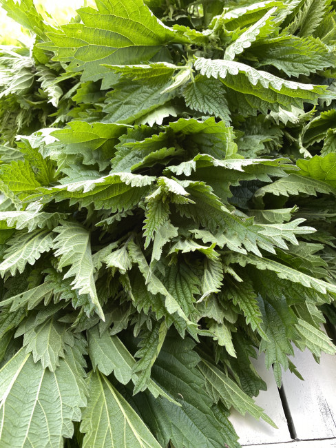 Крапива свежая 500 гр Крапива свежая 500 гр