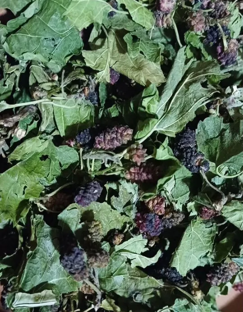 Веточки шелковицы с ягодами сушеные ( Крым ) 500 гр