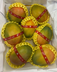 Манго КЕНТ Таиланд ( вес плода 500 - 600 гр ) 1 кг