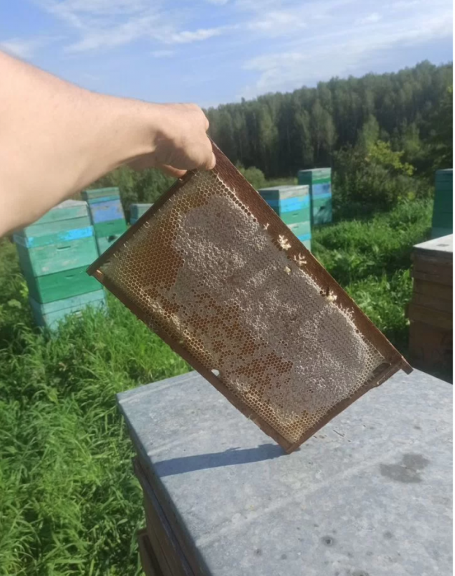 Северный Карбызинский мёд высшего сорта РАЗНОТРАВЬЕ (напрямую с Тайги) 250 мл