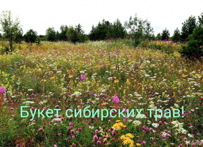 Северный Карбызинский мёд высшего сорта РАЗНОТРАВЬЕ (напрямую с Тайги) 250 мл