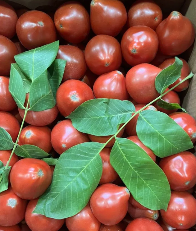 Помидоры МОХИТОС ( 14- 16 кг ) 1 ящик Помидоры МОХИТОС ( 14- 16 кг ) 1 ящик