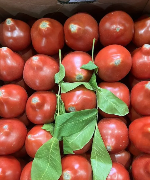 Помидоры МОХИТОС ( 14- 16 кг ) 1 ящик Помидоры МОХИТОС ( 14- 16 кг ) 1 ящик